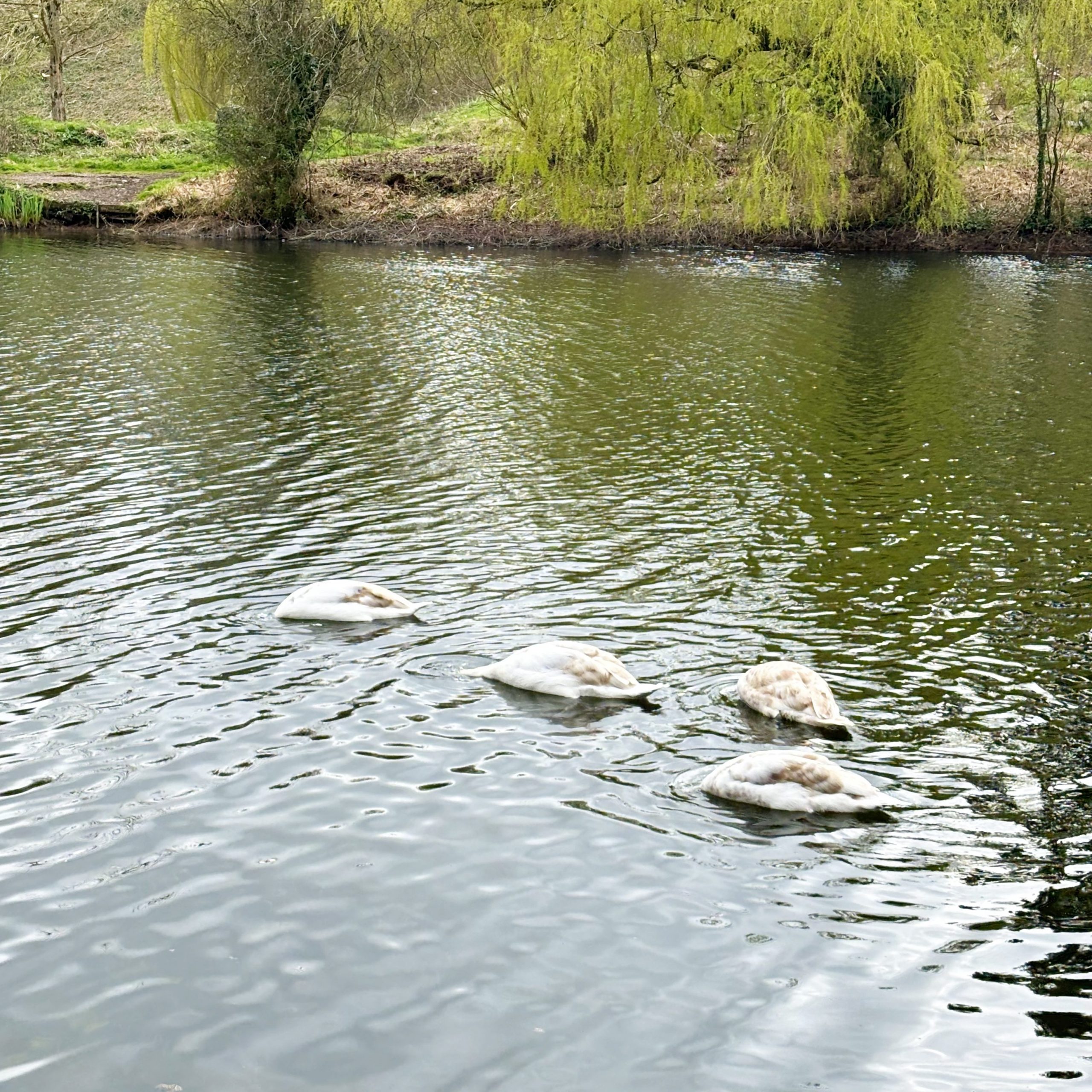 A close-up of a glossy pink gel manicure being finished with a top coat. The brush hovers delicately over the nail, applying a clear, high-shine layer. The vibrant, flawless finish showcases the professional gel nail services available at Honeys Hair & Beauty in Taunton.